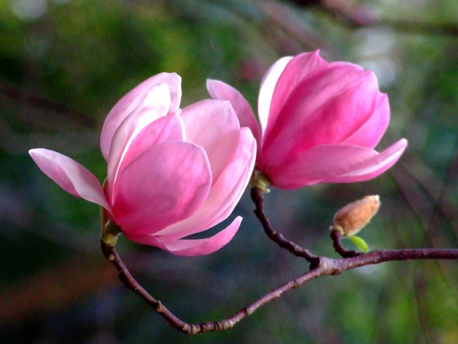 Цветы магнолия (90 фото) — посадка и уход в саду + пошаговая инструкция для начинающих